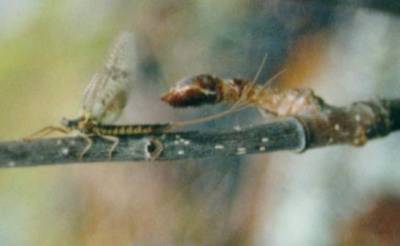 Ut i Nordmarka! Nå klekker vulgata'en!
