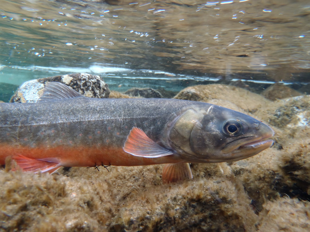 Når sola snur, snur ishavsrøya døgnet!