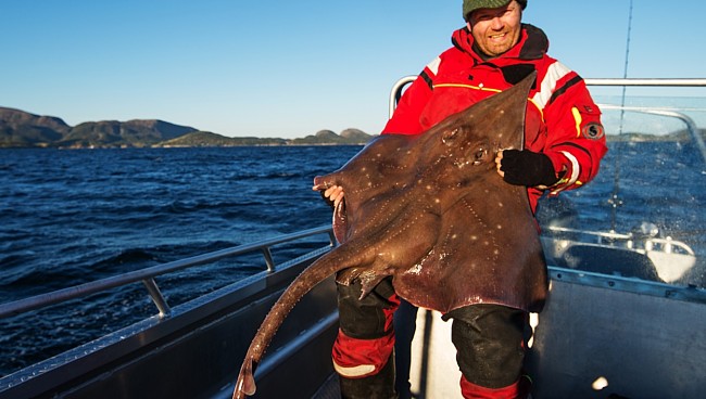 Ny norsk rekord for spisskate tatt på stang