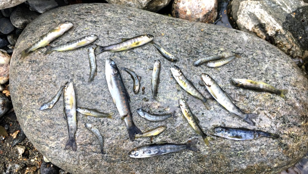 - NVE har mista kontrollen over elvereguleringane!