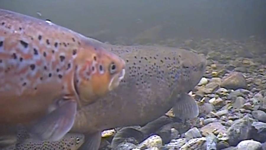 FOTO:  LARS ERIK JØRGENSEN FISKE/TV